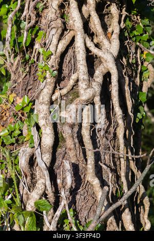 Tangled ivy roots and stems covering the bark of an old tree trunk Stock Photo
