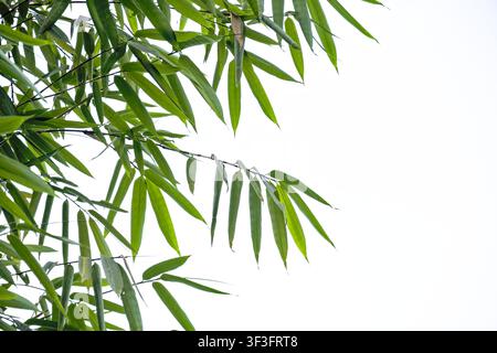 reen bamboo leaves photo overlay and foreground isolated on white background Stock Photo