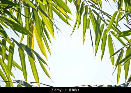 Fresh green bamboo leaves frame against bright sky with central copy space Stock Photo