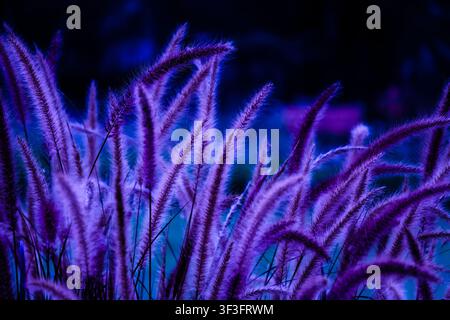 Creative cyber aesthetic featuring fountain grass illuminated by vibrant purple and ultraviolet neon party lights. Stock Photo