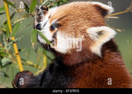 Close-up of a furry red panda chewing on a green bamboo branch, showcasing its white facial markings and thick reddish-brown fur. Stock Photo