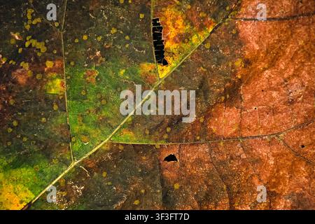 Abstract multicolored texture of aging autumn leaf with earthy brown and dark green patterns Stock Photo