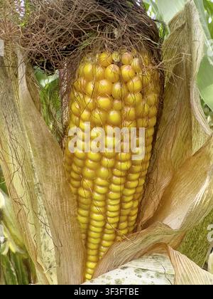 A ripe (Zea mays) maize corn cob with visible yellow maize kernels from a maize plant, international Stock Photo
