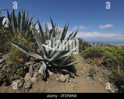 Century plants (Agave americana) on a dry hill beneath a bright blue sky, Caldera de Bandama nature park Park, Gran Canaria, Spain Stock Photo