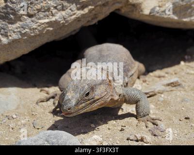 Close-up of a Gran Canaria giant lizard (Gallotia stehlini) peeking out from under a rock in a stony environment, Gran Canaria, Spain Stock Photo