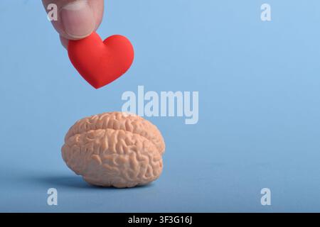 Compassion and love mental health care concept with hand holding red heart above brain model, symbolizing empathy Stock Photo