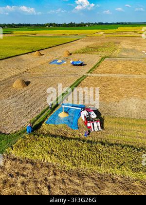 Aerial view of a combine harvester threshing rice in a golden field with workers and harvested grain on blue tarps in Kushtia, Khulna Division, Bangla Stock Photo