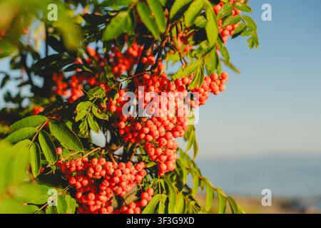 Clusters of bright orange-red rowan berries on a mountain ash tree with green leaves against a soft blue sky at sunset Stock Photo
