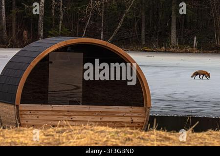 View of a barrel sauna structure on the shore of a frozen lake with a red fox walking on the ice and a forest in the background in Latvia. Stock Photo