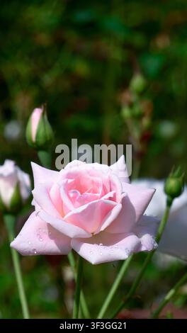 Fresh pastel pink rose blooms with closed green buds in dark garden. Small water drops rest on soft flower petals under sunlight. The natural outdoor Stock Photo