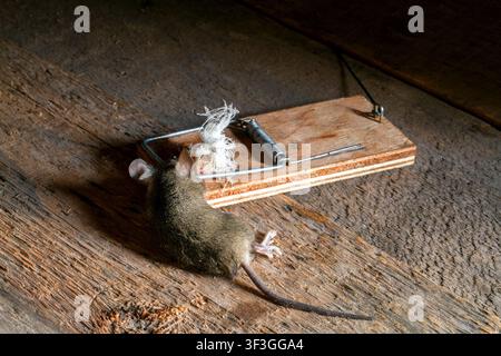 Mouse caught in a wooden mousetrap on a rustic floor. Pest control and rodent extermination concept. Household problem and safety hazard. Stock Photo