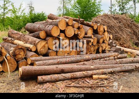 Large pile of freshly cut pine logs stacked outdoors in a forest logging site. Timber harvesting and deforestation scene showing raw wooden trunks rea Stock Photo
