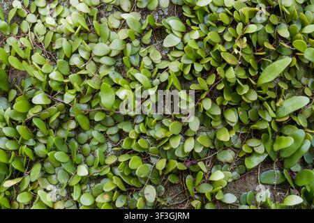 Green leafy plant grows densely on wet ground. Round leaves cluster together in thick patches. Natural texture shows vibrant, fresh plant life. Ideal Stock Photo