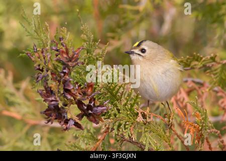 Tiny goldcrest (Regulus regulus) perching on a coniferous branch next to cones showing bright yellow crown stripe in soft natural light Stock Photo