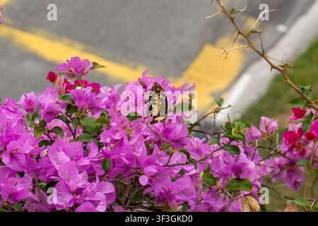 Purple flowers bloom near a road. Butterfly rests on the blossoms. Yellow line marks the pavement behind. Green leaves frame the floral display. Natur Stock Photo