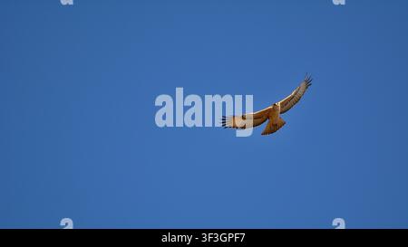 African Hawk-eagle soaring high above the open savanna in the bright blue sky in Timbavati Nature Reserve, South Africa Stock Photo