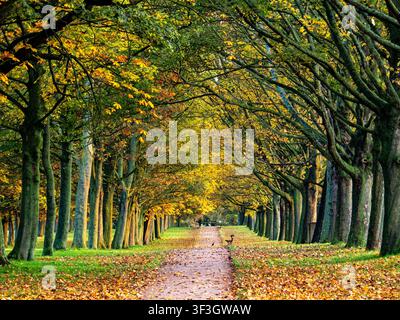Row of tall trees arching over leaf-strewn walkway with golden foliage overhead in Autumn Stock Photo