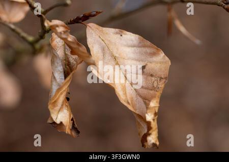 Dry brown beech leaves still attached to a branch during late autumn or winter in a natural woodland setting. Stock Photo