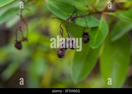 Dark berries hang from thin stems among green leaves. Blurry background highlights the natural detail of the plant. Fruits appear ripe and clustered n Stock Photo