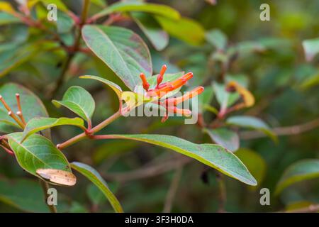 Vibrant orange buds bloom on green leaves. Branches extend with natural, soft-focus background. Fresh foliage frames delicate, emerging blossoms. Plan Stock Photo