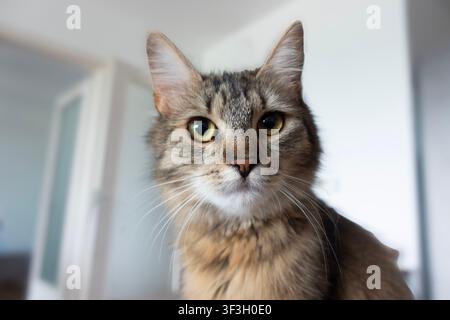 Front-facing portrait of an alert brown tabby cat indoors, with bright yellow-green eyes, white whiskers and a softly blurred home Stock Photo
