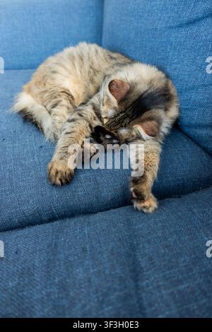 Brown tabby cat sleeping curled on a blue fabric sofa, a peaceful domestic pet scene with relaxed paws and soft natural light Stock Photo