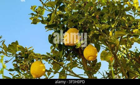 Bright yellow lemons hang from a lush green branch, basking in the warmth of the sun against a vivid blue sky. The scene captures the essence of a fru Stock Photo