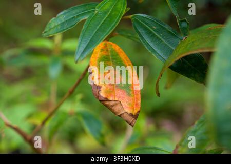 Single leaf shows autumn colors. Brown edges frame fading yellow. Green leaves surround it softly. Natural background suggests forest. Leaf texture an Stock Photo