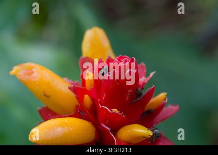 Red flower with yellow buds and tiny black ants. Ants crawl on vibrant red petals. Bright yellow buds contrast with deep red blooms. Background is sof Stock Photo