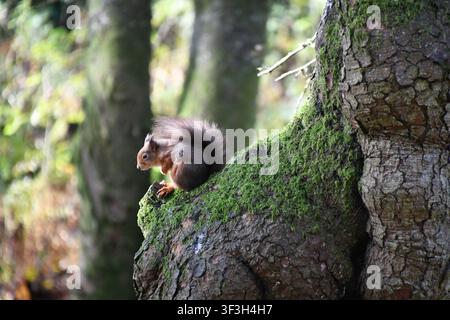 Grey squirrel holding food on a tree trunk Stock Photo