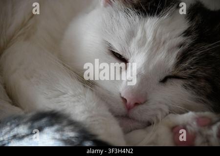 Fluffy white and black domestic cat sleeping peacefully in a close-up portrait Stock Photo
