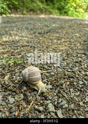 Roman snail crawling on a gravel path in natural habitat with blurred background and copy space for text. Stock Photo