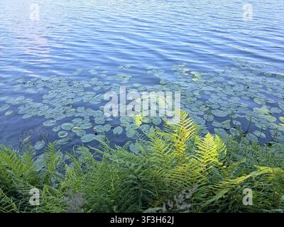 Small tree covered island reflected in calm lake water on a peaceful summer day, viewed from a rocky shoreline. Stock Photo
