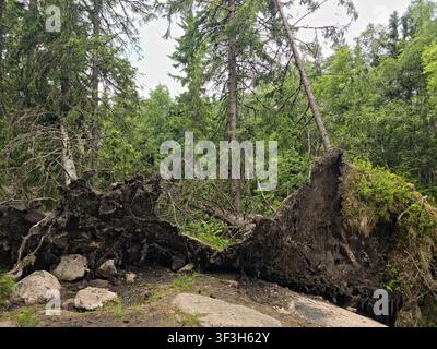 Small tree covered island with reflection in calm lake water on a peaceful summer day, viewed from a rocky shoreline. Stock Photo