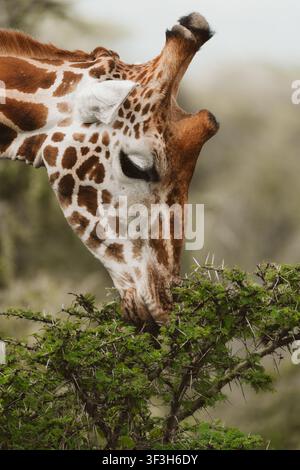 Close-up of giraffe feeding on acacia leaves in African savanna Stock Photo