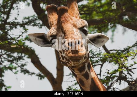 Curious giraffe face close-up in African savanna habitat Stock Photo