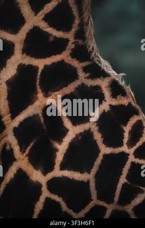 Close-up of giraffe coat pattern and natural animal texture Stock Photo