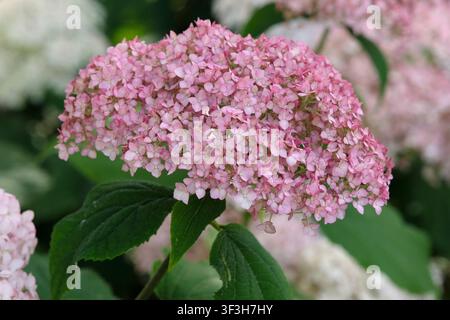 Pink Hydrangea arborescens, mophead hydragea, ‘Sweet Annabelle’ in flower. Stock Photo
