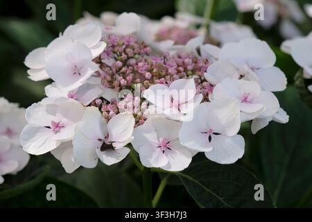 White with a pink centre Hydrangea macrophylla, lace cap hydrangea, Libelle Teller series, in flower. Stock Photo