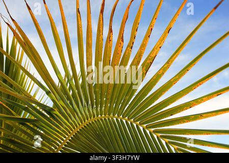 Fanning palm leaf detail against a blue sky Stock Photo