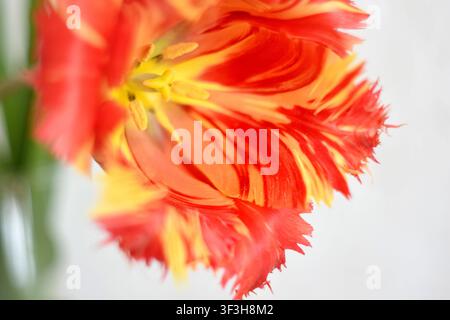 Beautiful orange striped tulip with fringe in close-up, selectiv Stock Photo