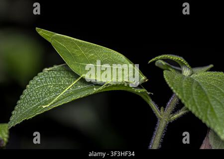 Leaf Katydid (Viadana brunneri) resting on vegetation. Leaf like camouflaged grasshopper hiding on tropical vegetation. Wildlife scene of nature in Co Stock Photo