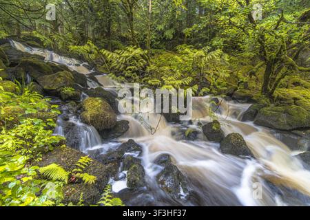Long exposure photograph of a fast flowing river running through temperate woodland on the Isle of Mull, Scotland. Silky water effect created by slow Stock Photo