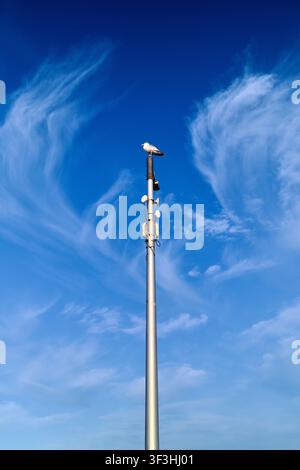Herring gull perched atop a tall telecommunications mast against a deep blue sky with wispy cirrus clouds. Stock Photo