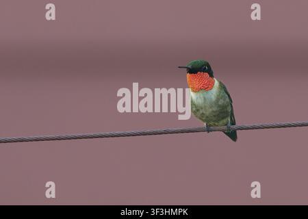 Male Ruby-Throated Hummingbird Perched on Wire Against Soft Pink Background Stock Photo