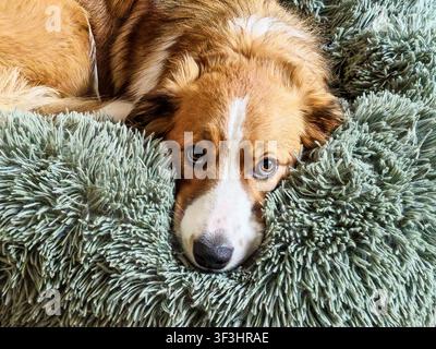 Bess the brown and white Collie pup looking very wistful lying in her bed, England, UK Stock Photo