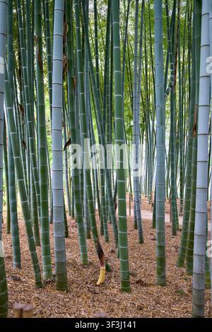Green bamboo forest with young bamboo shoot in a tranquil Japanese grove Stock Photo