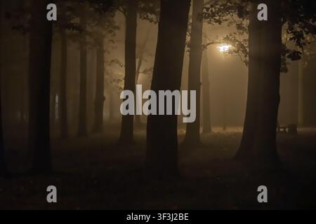 Glowing street lantern shining through dark tree trunks in a foggy night park creating a creepy atmospheric forest scene. Stock Photo