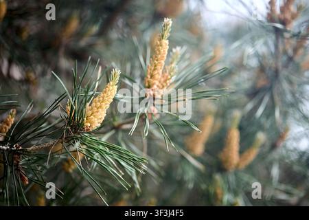 Pinus sylvestris, Scotch pine close up macro selective focus branch with yellow male cones, green flowers and pollen over blurred background in spring Stock Photo