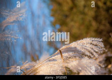 Fluffy pampas grass plumes glowing in warm sunlight against a soft bokeh background Stock Photo